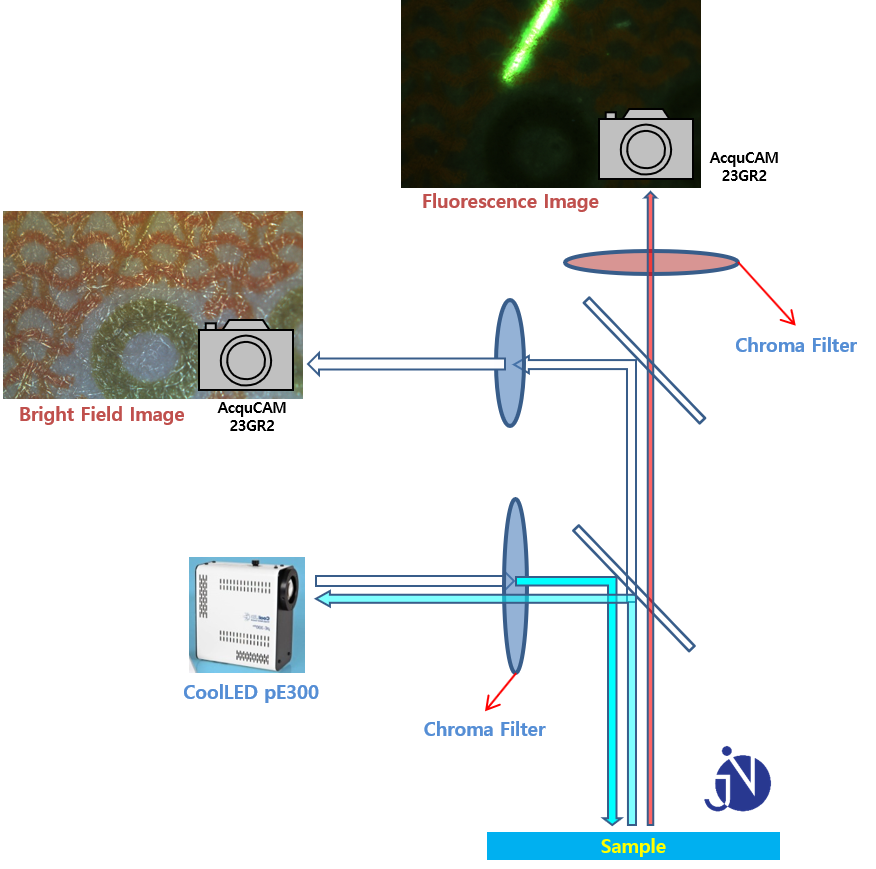 Simultaneous observation(Fluorescene & Bright Field microscopy