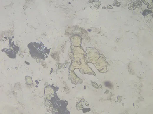 Bright Filed Image with BX53M